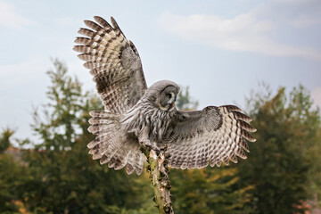 great gray owl landing