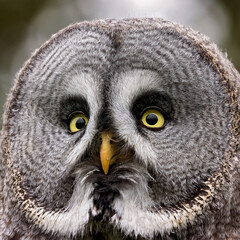 close-up great grey owl