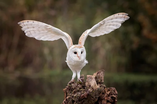 barn owl flapping his wings Stock Photo | Adobe Stock