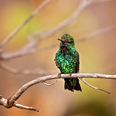 green emerald hummingbird on a branch