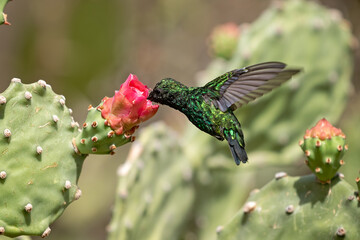 green emerald hummingbird