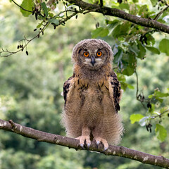 eagle-owl owlet