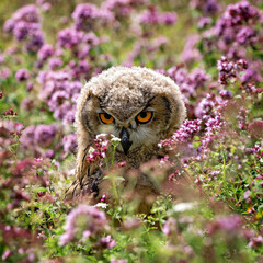 eagle-owl owlet looking angry