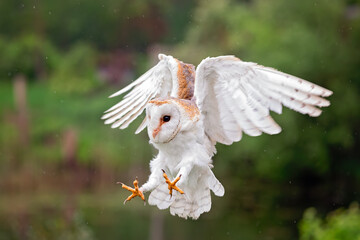 barn owl landing on a branch