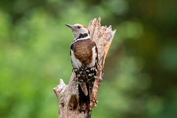 middel spotted woodpecker