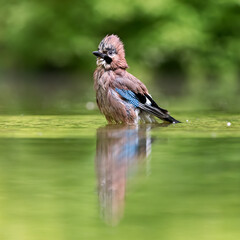 eurasian jay