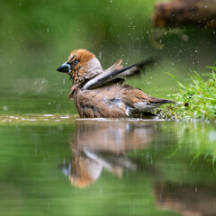 hawfinch having a bath