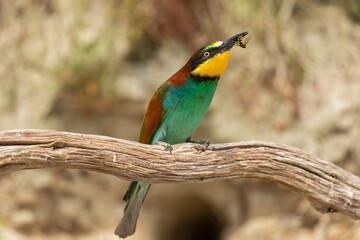 bee-eater catching a bee