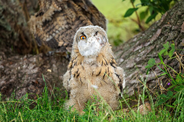 owlet with face mask, the feathers of his prey in front of his beak looks like a face mask