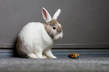 Cute beautiful domestic rabbit near the special rabbit treat. Background with selective focus