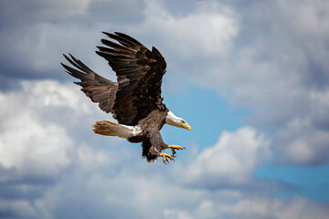 american eagle landing 