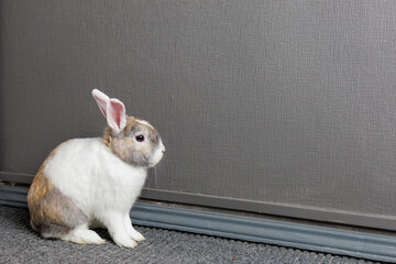 Cute beautiful domestic rabbit with space for text montage. Background with selective focus