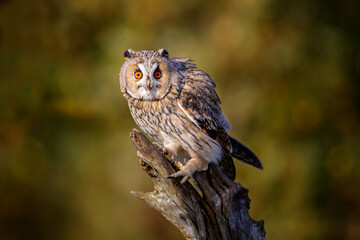 long-eared owl