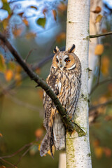 long-eared owl