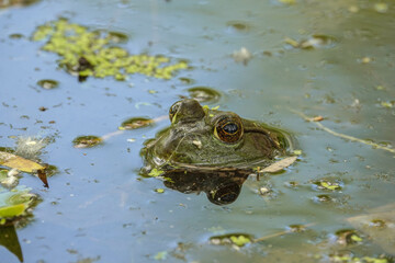 bull frog up close in water