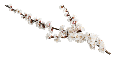 Beautiful natural blooming tree spring flowers.
