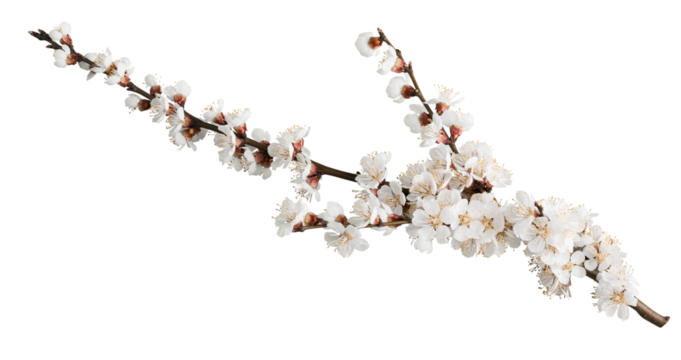 Beautiful natural blooming tree spring flowers.