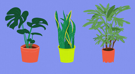 two vases with plants blue background