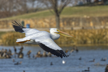 American white pelican. Pelecanus erythrorhrynchos