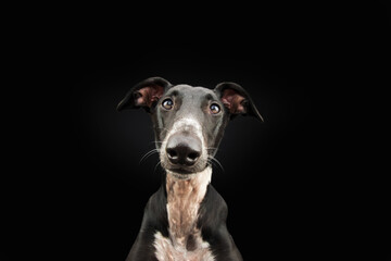 Portrait funny greyhound dog pet looking at camera. Isolated on black background