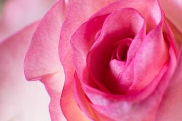 Fototapeta na wymiar Delikatne płatki róży