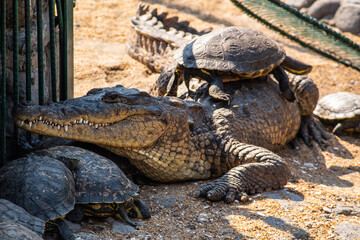 Reptiles