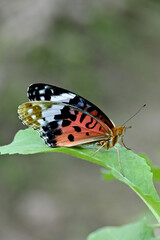 closeup the beautiful orange black color butterfly hold on the green cabbage leaf with plant soft focus natural green brown background.