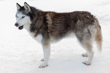 siberian husky dog