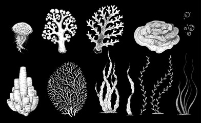 Underwater life. Hand drawn sketch. Vector illustration. Seaweed, jellyfish and coral, engraved illustration. Design template. Underwater world hand drawn. © DiViArts