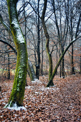 Early winter in a forest, Dolina KLuczwody, Kluczwoda Valley, Poland 