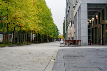 Beautiful tree alley at Swiss Novartis Campus at City of Basel on a cloudy autumn morning. Photo taken October 3rd, 2022, Basel, Switzerland.