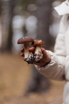 Woman hold in hand two boletus mushrooms in forest