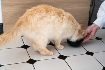 Portrait of a bicolor cat with blue eyes