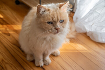 Portrait of a bicolor cat with blue eyes