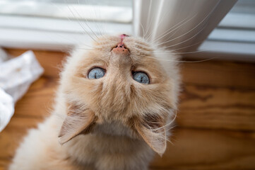 Portrait of a bicolor cat with blue eyes