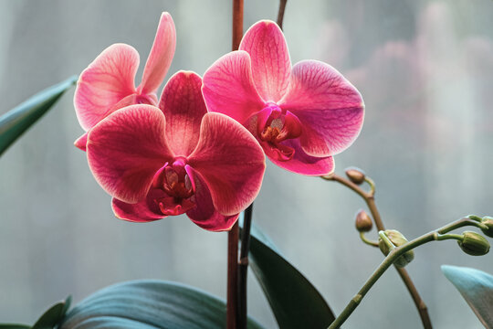 Phalaenopsis Anthura Narbonne, Moth Orchid Narborre Noir blooming under lamp in winter