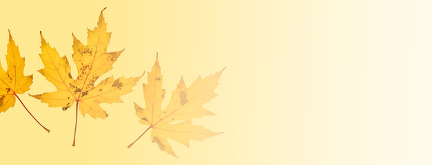 Fototapeta premium Three yellow autumn maple leaves on a light-yellow background with room on the right for copy. The leaves become more transparent to the right. 