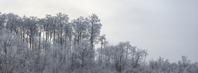 Panoramic view of a snow covered forest scene with room for copy on the upper right.
