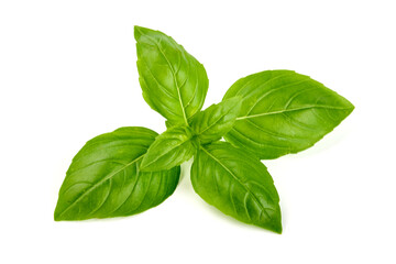 Fresh basil leaf isolated on white background, close up. Basil herb.