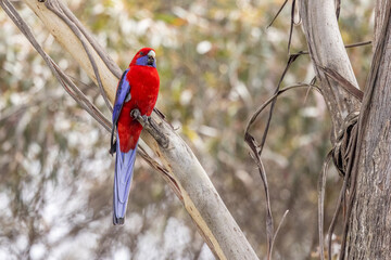 Crimson Rosella perched on a eucalyptus branch, Blue Mountains, NSW, Australia