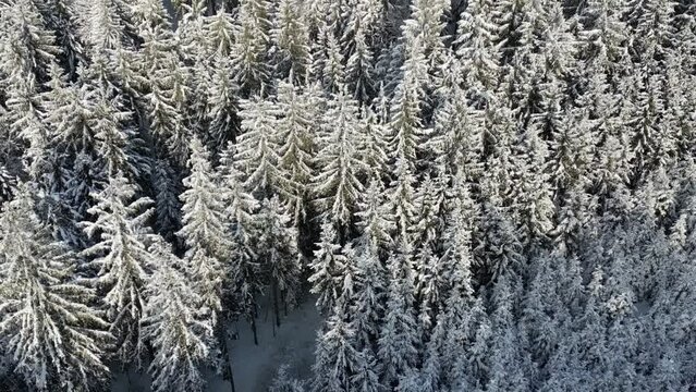 Winterwald