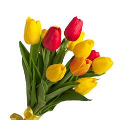 Fresh tulip flowers isolated on white