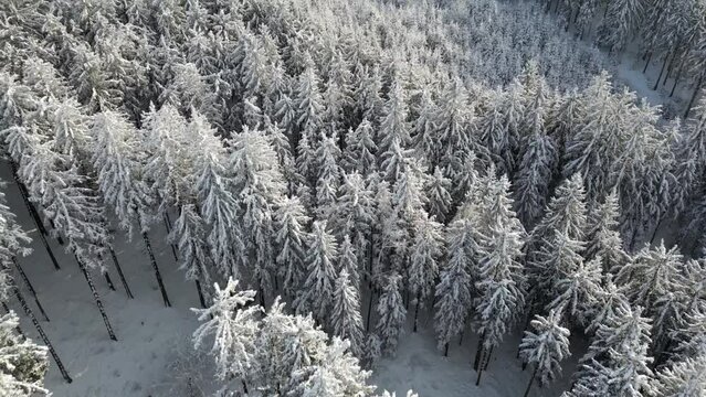 Winterwald
