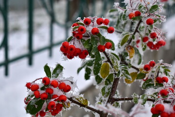 cotoneaster branch with berries in hoarfrost