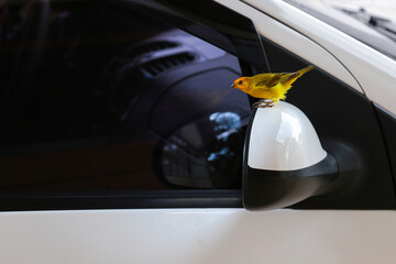 Um pássaro empoleirado no retrovisor de um carro branco. Sicalis flaveola.