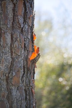 Sunlight shines through pine tree bark and looks like fire