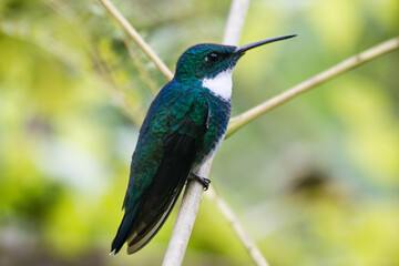 Colibrí de pecho blanco sobre rama de árbol