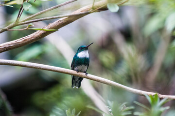 Colibrí de pecho blanco sobre rama de árbol