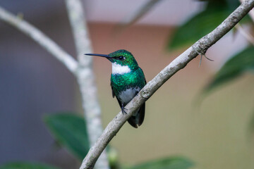 Colibrí de pecho blanco sobre rama de árbol © Paula