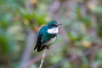 Colibrí de pecho blanco sobre rama de árbol